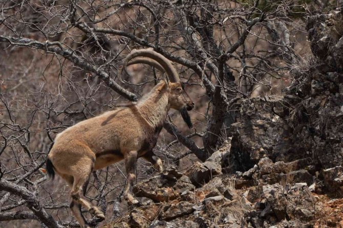 Tunceli’de Koruma Altında Bulunan Yaban Keçileri Görüntülendi