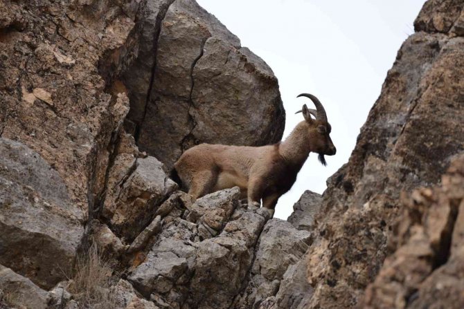Tunceli’de Koruma Altında Bulunan Yaban Keçileri Görüntülendi