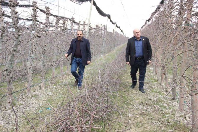 Mart Ayının Soğuk Geçmesi Elmada Don Riskini Azalttı