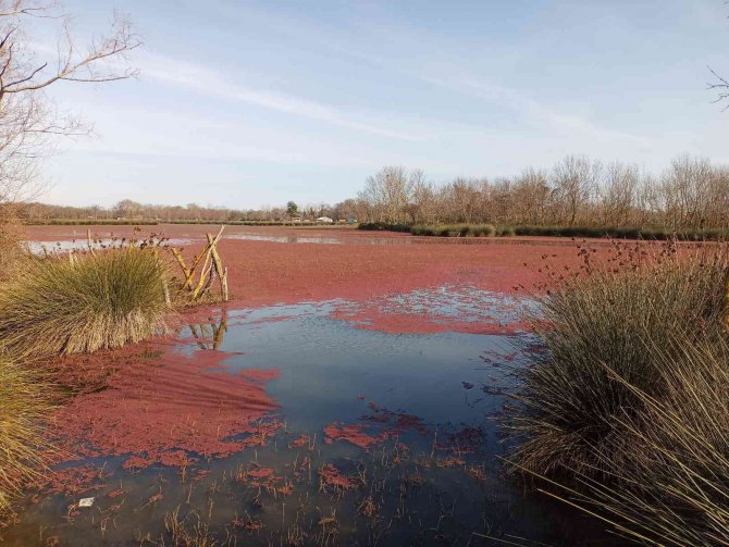 Kızılırmak Deltası Kızıla Büründü