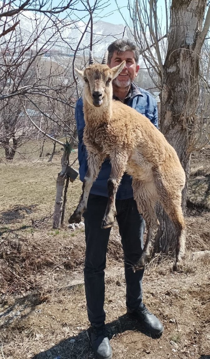 Köpeklerin Saldırısından Kaçan Yavru Yaban Keçisi Eve Sığındı