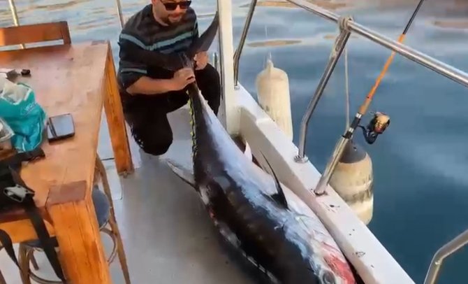 Oltanın Ucunda 100 Kilogramlık Orkinos Gören Balıkçılar: “Abi Efsane, Efsane”