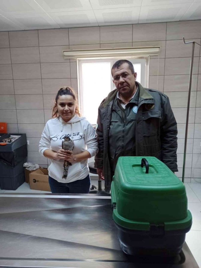 Yarılı Halde Bulunan Leylek Ve Atmaca Tedavi Altına Alındı