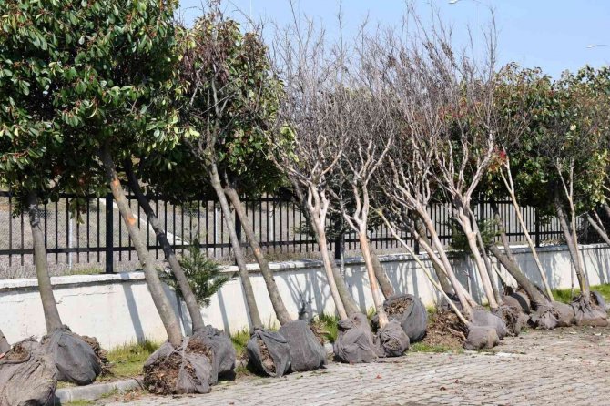Altınova’da Sökülen Ağaçlara Bakım