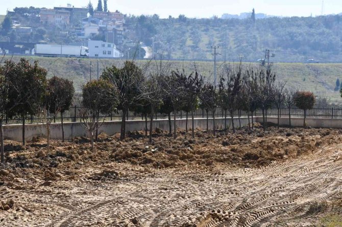 Altınova’da Sökülen Ağaçlara Bakım