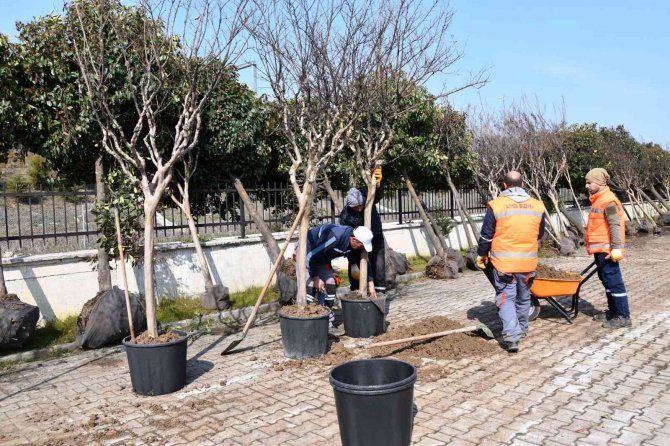 Altınova’da Sökülen Ağaçlara Bakım