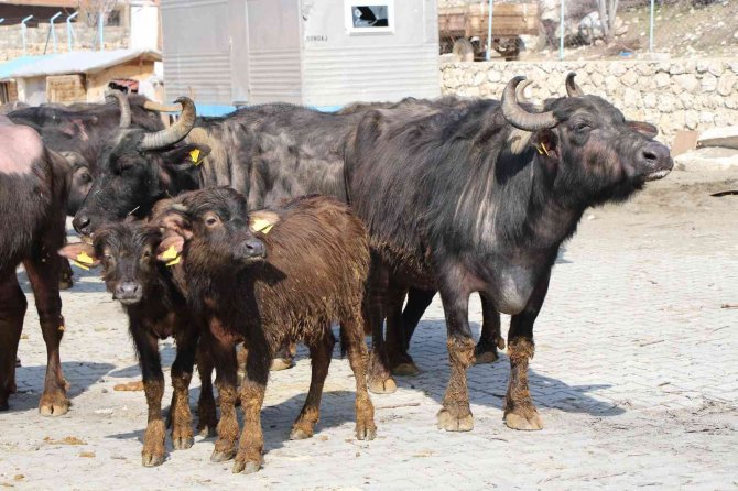 Cumhurbaşkanı Erdoğan Yoğurdunu Tavsiye Etmişti, Amasya Valiliği 35 Manda Dağıttı