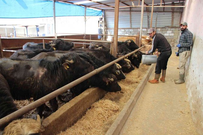 Cumhurbaşkanı Erdoğan Yoğurdunu Tavsiye Etmişti, Amasya Valiliği 35 Manda Dağıttı