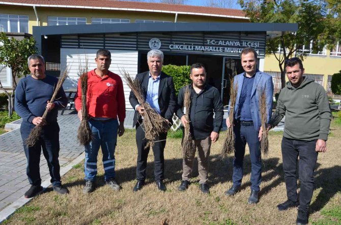 Alanya’da 140 Bin Meyve Fidanı Dağıtıldı