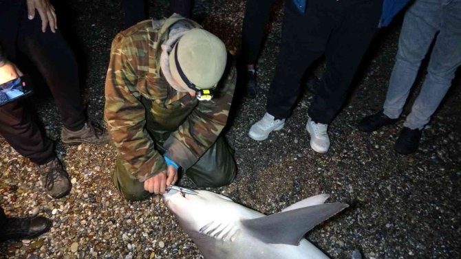 Kuzu Balığı Zannettiler Oltayla 2 Metrelik Köpekbalığı Çektiler