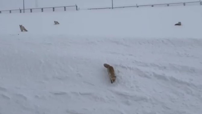 Karla Kaplı Arazide Aç Kalan Tilkileri Elleriyle Beslediler