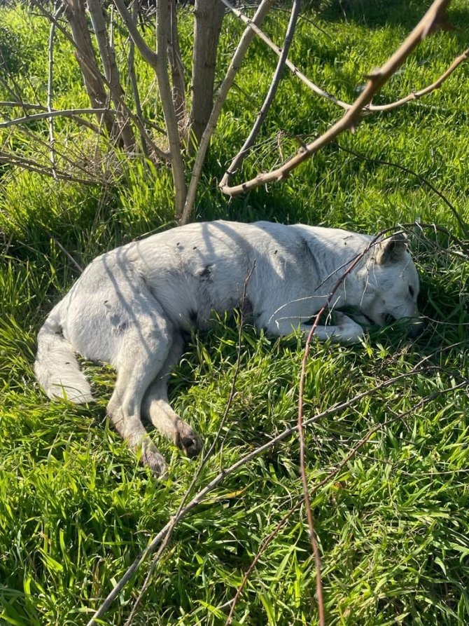 Erdek Kaymakamı Aksoy Köpek Katliamına Duyarsız Kalmadı