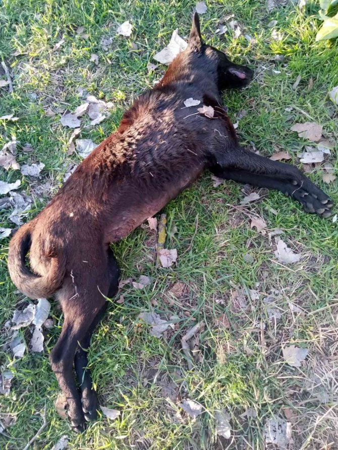 Erdek Kaymakamı Aksoy Köpek Katliamına Duyarsız Kalmadı