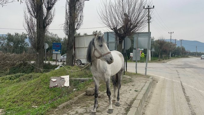 Yol Ortasında Ağaca Bağlı Atı Görenler Şoke Oldu