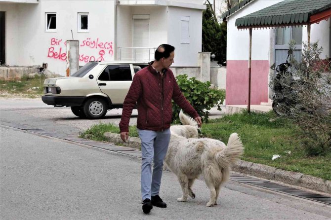 Mahra’nın Ölümüne Sebep Olan Köpekler Mahallede Korku Salmaya Devam Ediyor