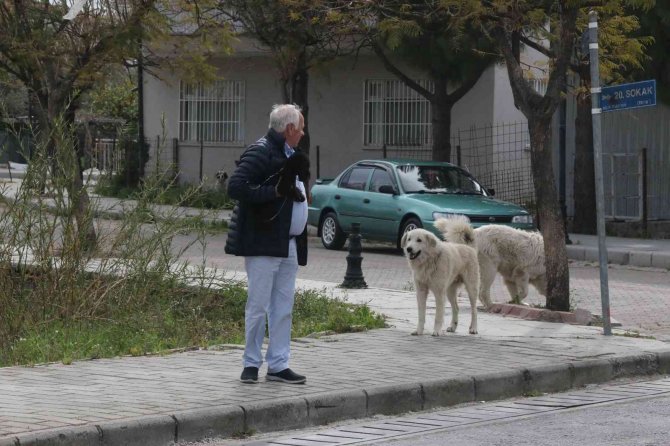 Mahra’nın Ölümüne Sebep Olan Köpekler Mahallede Korku Salmaya Devam Ediyor