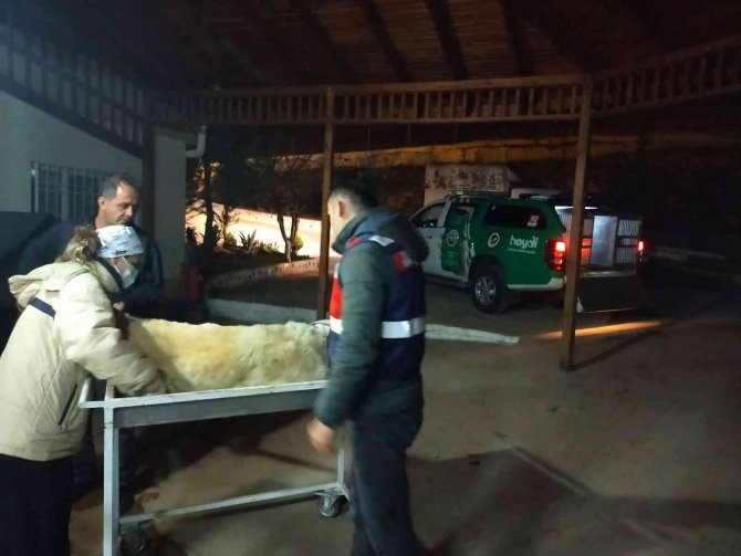 Mardin’de Yaralı Halde Bulunan Köpeğe İlk Müdahale ‘Haydi Timi’nden