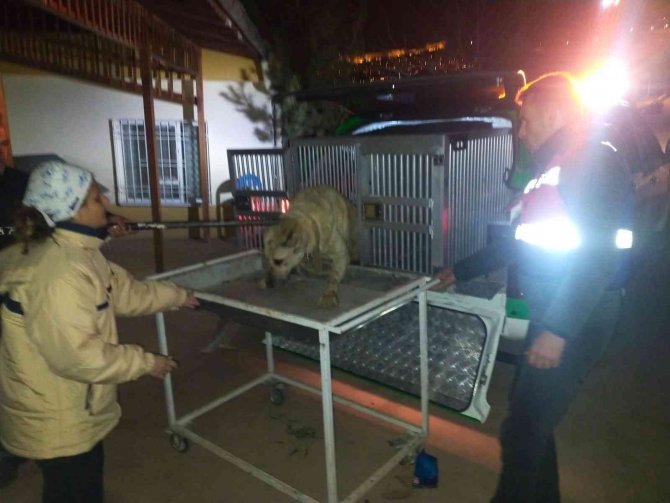 Mardin’de Yaralı Halde Bulunan Köpeğe İlk Müdahale ‘Haydi Timi’nden