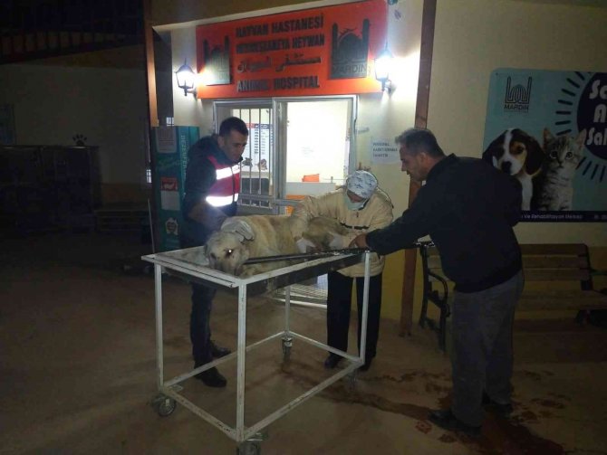 Mardin’de Yaralı Halde Bulunan Köpeğe İlk Müdahale ‘Haydi Timi’nden
