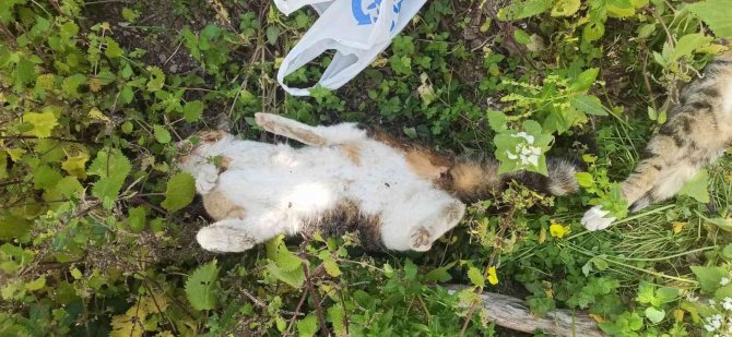 Bodrum’da 9 Hayvanın Zehirlenerek Öldürülmesiyle İlgili Soruşturma Başlatıldı