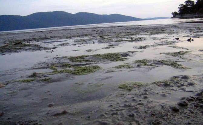 Akyaka’da Ürküten Görüntü, Süper Gelgitler Başladı, Deniz Suyu 50 Metre Çekildi