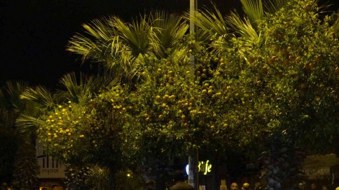 Reçel Yapmak İçin Refüjde Turunç Toplayan Kadınlara Otomobil Çarptı: 3 Ölü