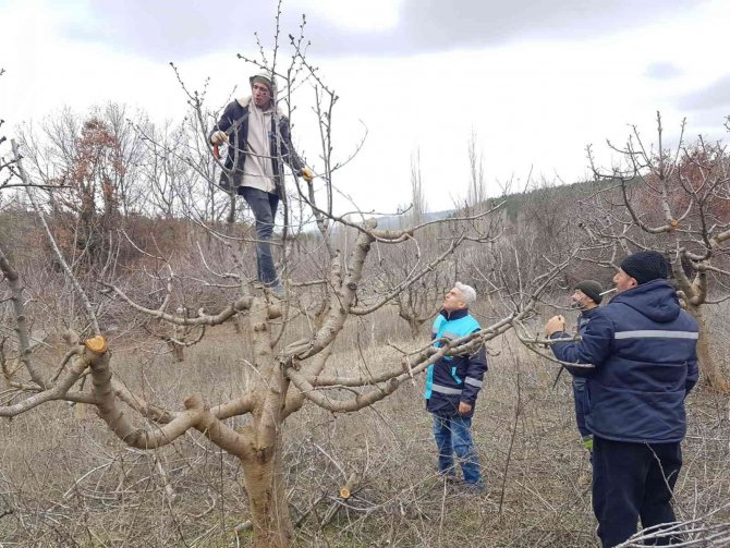 Şaphane’de Meyve Üreticilerine Budama Teknikleri Eğitimi