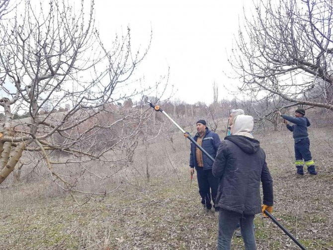 Şaphane’de Meyve Üreticilerine Budama Teknikleri Eğitimi