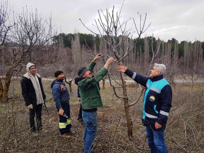 Şaphane’de Meyve Üreticilerine Budama Teknikleri Eğitimi