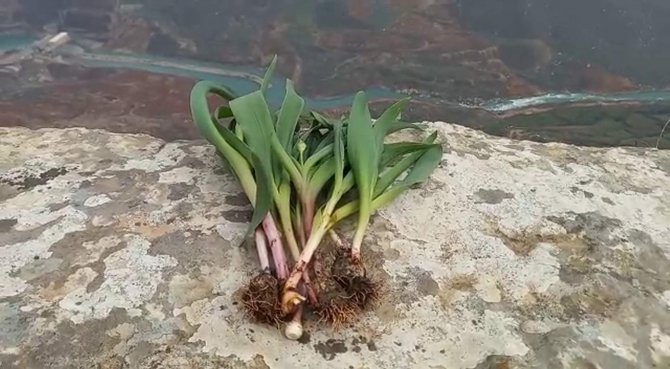 Ölümün Kıyısında Şifa Arıyorlar