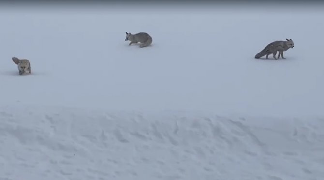 Karla Kaplı Arazide Aç Kalan Tilkileri Elleriyle Beslediler
