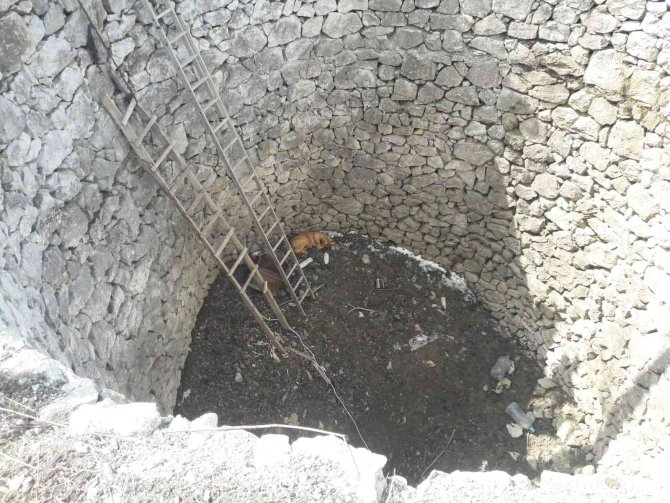 İ̇ki Gündür Kuyuda Can Çekişti, İmdadına İtfaiye Yetişti