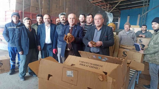 Bafra’da Tütün Alımları Başladı