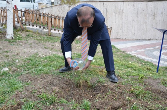 Asırlık İ̇nkaya Çınarı Fidan Ve Tohumları Emet’te Toprakla Buluştu