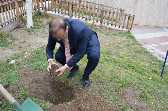 Asırlık İ̇nkaya Çınarı Fidan Ve Tohumları Emet’te Toprakla Buluştu