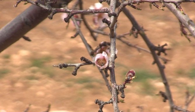 Şanlıurfa Bal Ve Badem Üretiminde Çıtayı Yükseltti