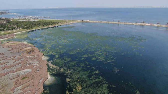 Deniz Marulu İ̇zmir’de Yeniden Görüldü