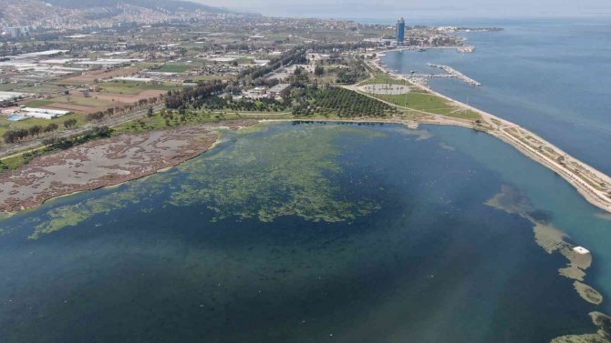 Deniz Marulu İ̇zmir’de Yeniden Görüldü