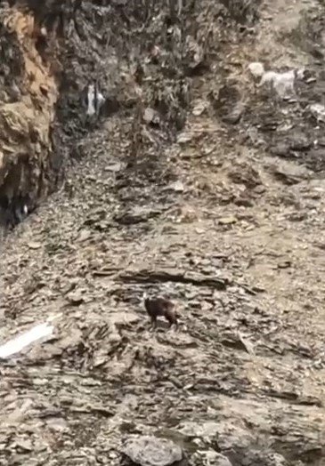 Tunceli’de Çengel Boynuzlu Dağ Keçileri Görüntülendi