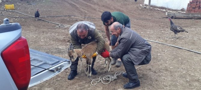 Tedavisi Yapılan Yavru Yaban Keçisi Doğaya Bırakıldı