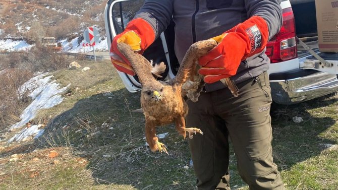Tedavisi Tamamlanan Kızıl Şahin Doğaya Bırakıldı
