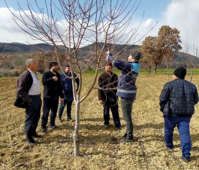 Gediz Üzümlü Köyünde Budama Teknikleri Eğitimi