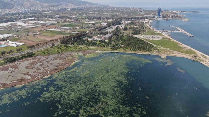 Deniz Marulu İ̇zmir’de Yeniden Görüldü