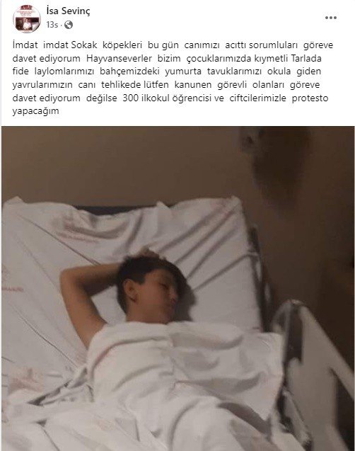 Sokak Köpekleri Yüzünden Canından Oluyordu