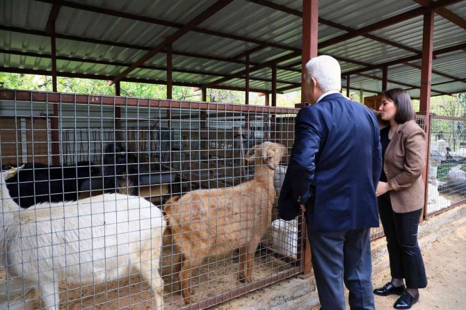 Başkan Gürün Keçi Yetiştiricisi Kadınları Ziyaret Etti