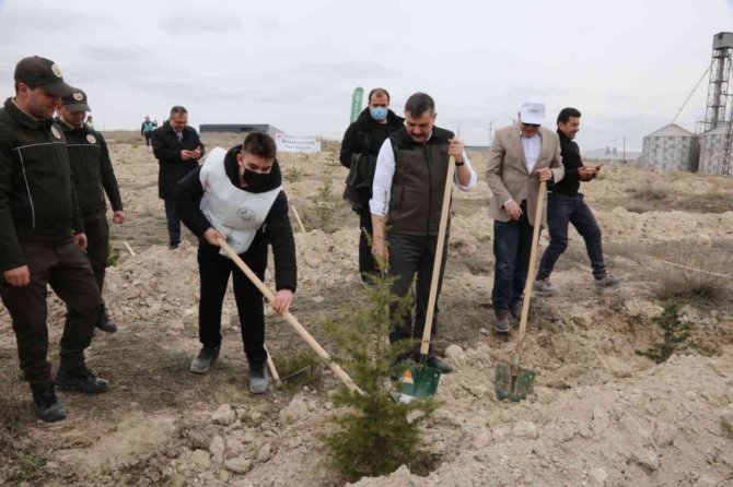 Çorum’da 70 Milyon 500 Bin Fidan Toprakla Buluştu