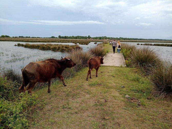 Samsun 23 Bin ’Manda’ Sayısı İle Türkiye’de 1. Sırada