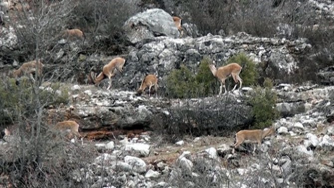 Antalya’da Mahallenin Ürkek Misafirleri