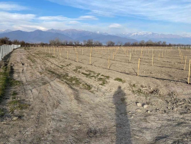 Türkiye’de Ceviz Üretimi De Tüketimi De Arttı