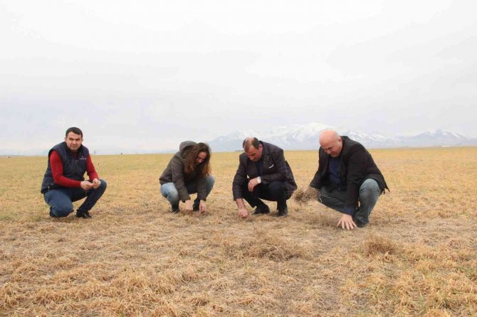 Karaman’da Dondan Etkilenen Buğday Tarlaları Kurudu